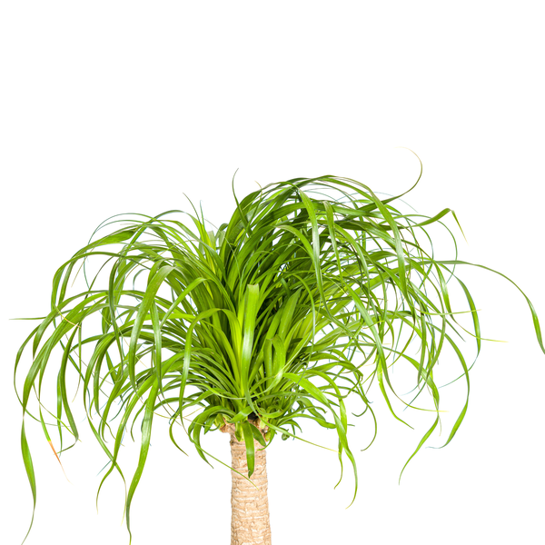 Beaucarnea Recurvata Stamm Ø21cm - ↕70cm