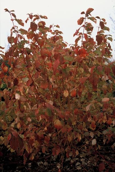 Cornus sang. 'Midwinter Fire' - ↕10-25cm - Ø9cm  - 12x