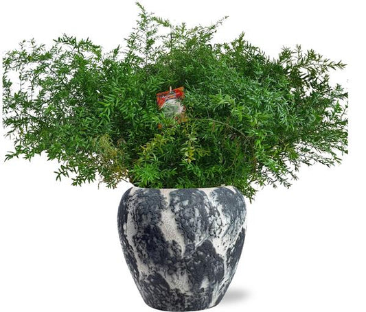 Asparagus Densiflorus Cwebe - Ø27cm - ↕65cm + Doug Pot D29x26cm - Schwarz Weiß