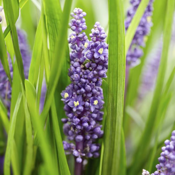 Liriope muscari 'Big Blue' - ↕10-25cm - Ø9cm - 6x