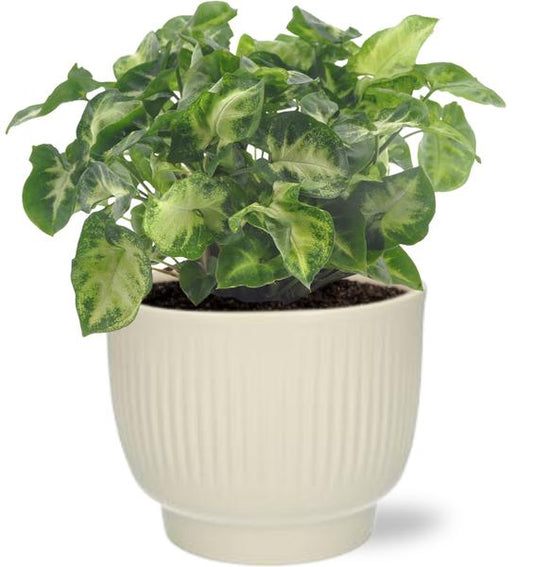 Syngonium Pixie - Ø12cm - ↕20cm + Potenza Rib Pot D13x11cm - Weiß