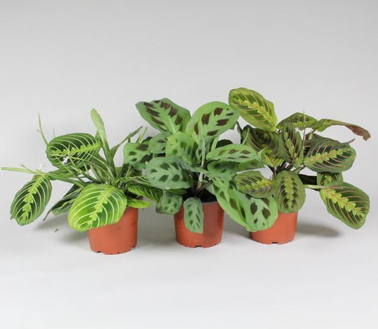 Maranta Leuconeura 'Fascinator' Mix 3er set