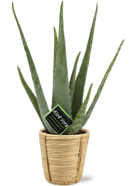 Aloe Vera - Ø14cm - ↕45cm + Bibek Pot D15x15cm - Natürlich