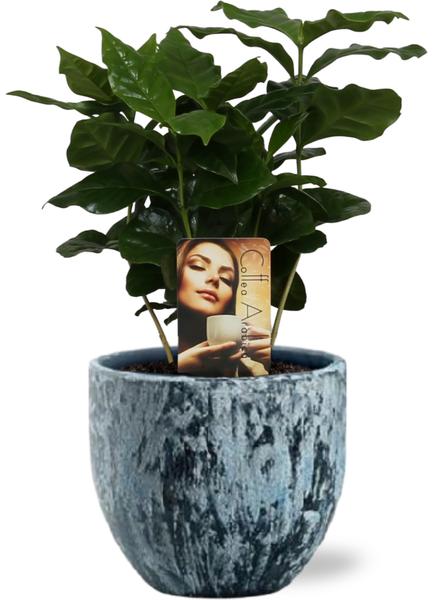 Coffea Arabica - Ø12cm - ↕25cm + Topf - Blau