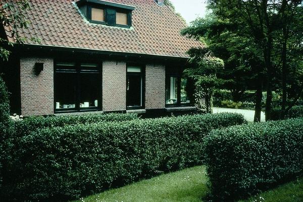 Ligustrum Ovalifolium - Wurzelnakt - 40/60 - 75x