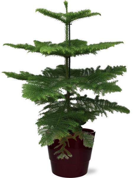 Araucaria Heterophylla - Ø21cm - ↕70cm + Pot Basic D22x19cm - Bordeaux