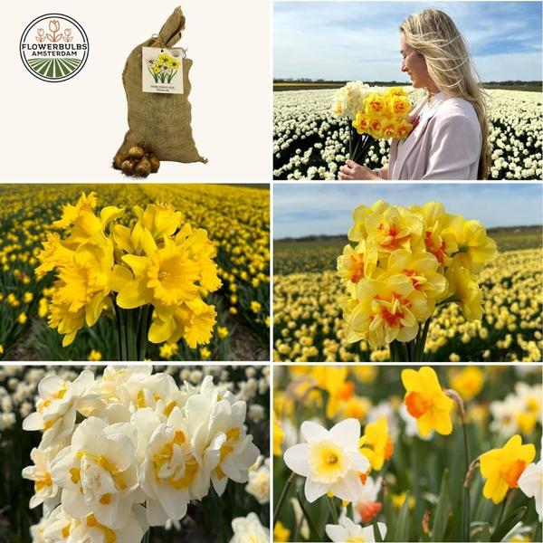 Flowerbulbs Amsterdam - Super Narcissus Mix - Nachhaltige Vorteilspackung, 100 Blumenzwiebeln f�r 2,5 m� Blumenpracht - Gr��e 12/14
