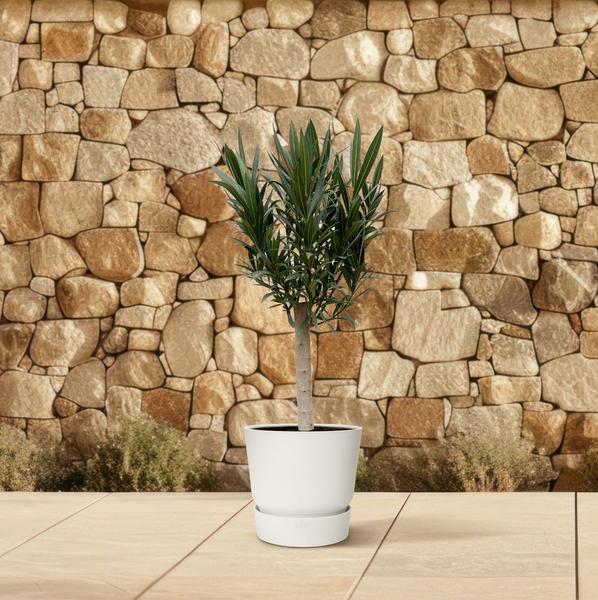 Nerium Oleander aus Stiel mir rose Blüte - 110cm - Ø22