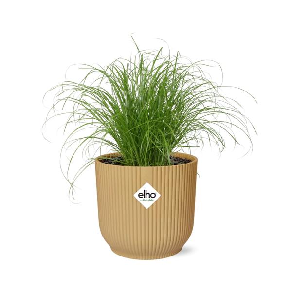 Cyperus Alternifolius Zumula in Topf 14cm - 25cm Gelb