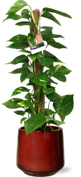 Scindapsus Epipremnum - Ø19cm - ↕80cm + Puglia Pot D21/23,5x21cm - Rot