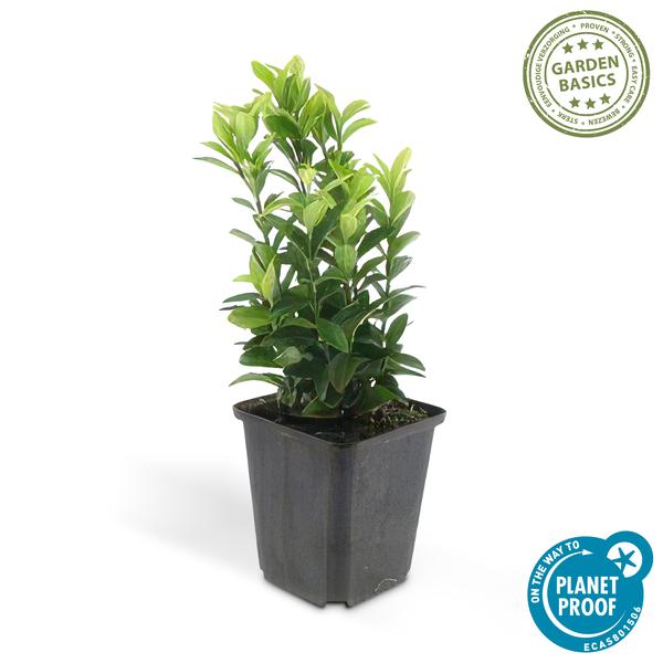 Euonymus jap. Green Spire - ↕10-25cm - Ø9cm - 40x