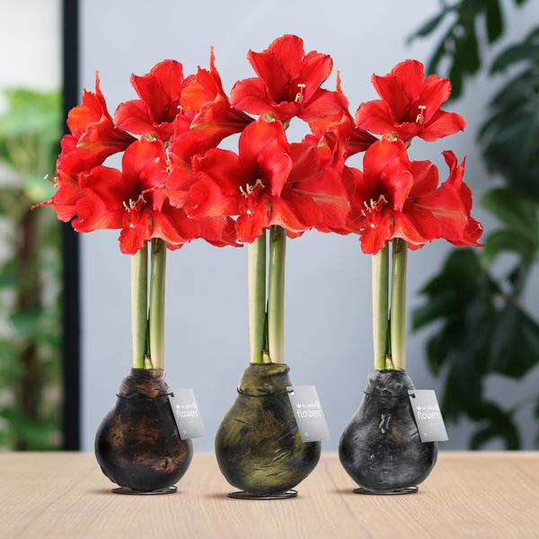 Ohne Wasser Blumen (wax amaryllis)  XMAS Farben mix - 3er set + Rote Blumen