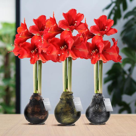 Ohne Wasser Blumen (wax amaryllis)  XMAS Farben mix - 3er set + Rote Blumen