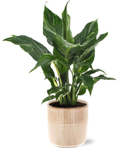 Spathiphyllum Diamond - Ø12cm - ↕40cm + Terni Pot D13,5x13cm - Rosa