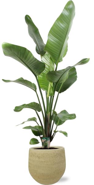 Strelitzia Nicolai - Ø21cm - ↕100cm + Ryan Pot D22x20cm - Gold
