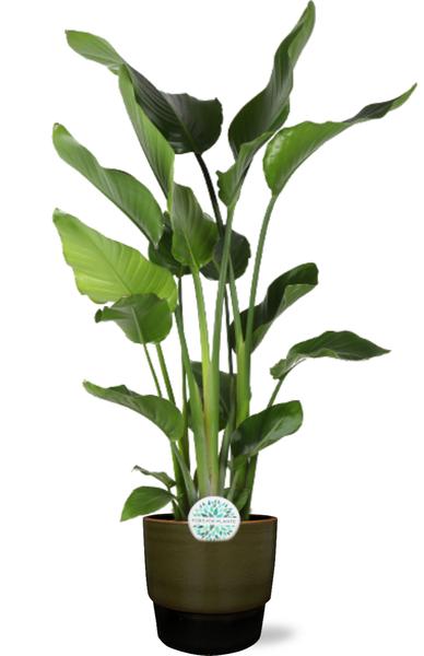 Strelitzia Nicolai - Ø24cm - ↕110cm + Erik Pot D26x23cm - Dunkelgrün
