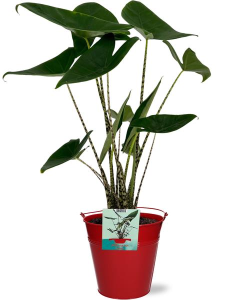 Alocasia Zebrina - Ø19cm - ↕75cm + Emmer D20x18,5cm - Rot