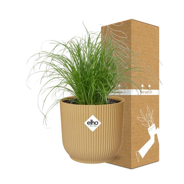 Cyperus Alternifolius Zumula in Topf 14cm - 25cm Gelb