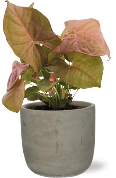 Syngonium Neon - Ø12cm - ↕25cm + Stone Rond D13,5x13cm - Grau