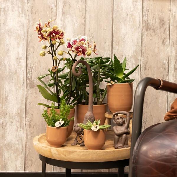 Kolibri Home | Glasierter Blumentopf - Cognacfarbener Keramik-Dekotopf mit Glanz - Ø12cm