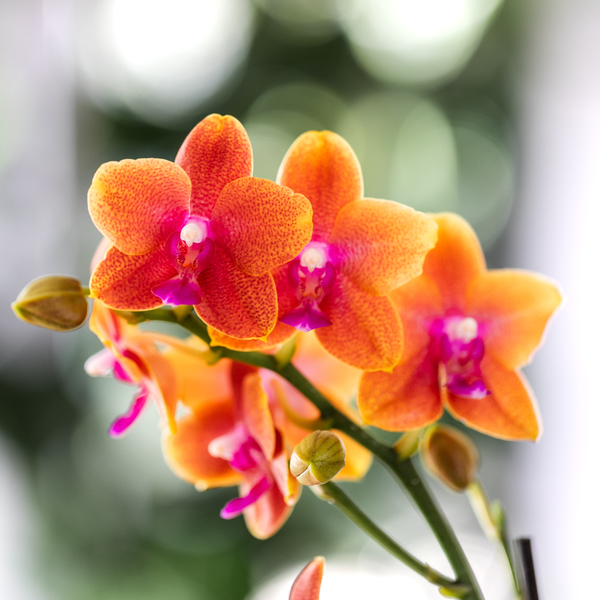 Kolibri Orchids | KOMBI ANGEBOT von 4 duftenden orangefarbenen Phalaenopsis-Orchideen - Topfgröße Ø12cm | blühende Zimmerpflanze - frisch vom Züchter