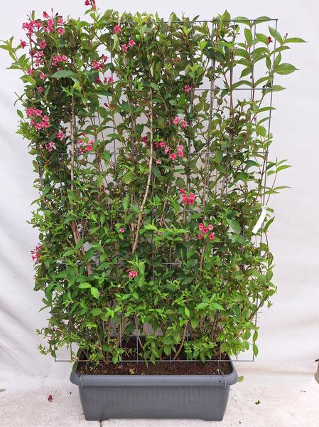 Weigela 'Newport Red' - Weigelie - Fertighecke - 120 x 180 cm