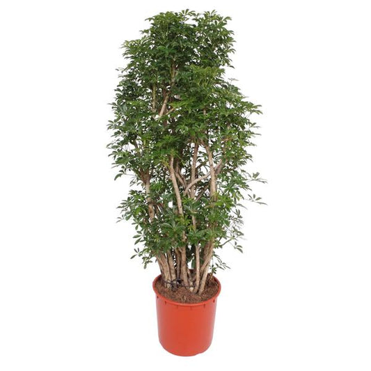 Schefflera Luseana - 160 cm - ø34