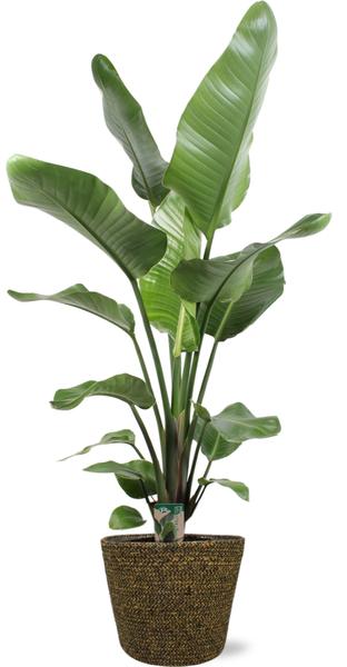 Strelitzia Nicolai - Ø21cm - ↕100cm + Selin Pot D22x19cm - Schwarz
