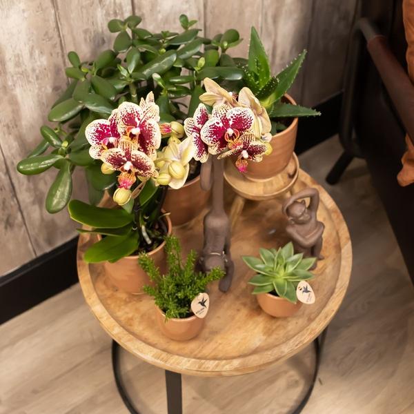 Kolibri Home | Glasierter Blumentopf - Cognacfarbener Keramik-Dekotopf mit Glanz - Ø9cm