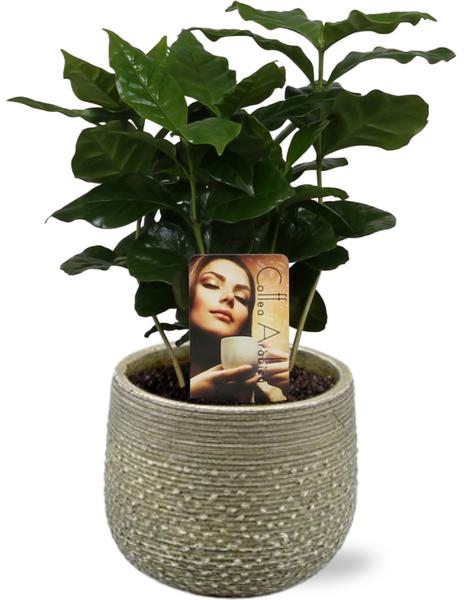 Coffea Arabica - Ø12cm - ↕25cm + Topf - Grün