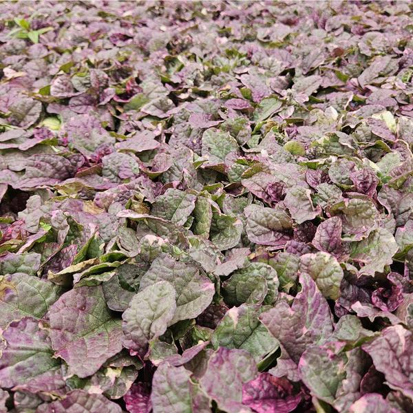 Ajuga reptans 'Burgundy Glow' - ↕25cm - Ø9cm - 6x