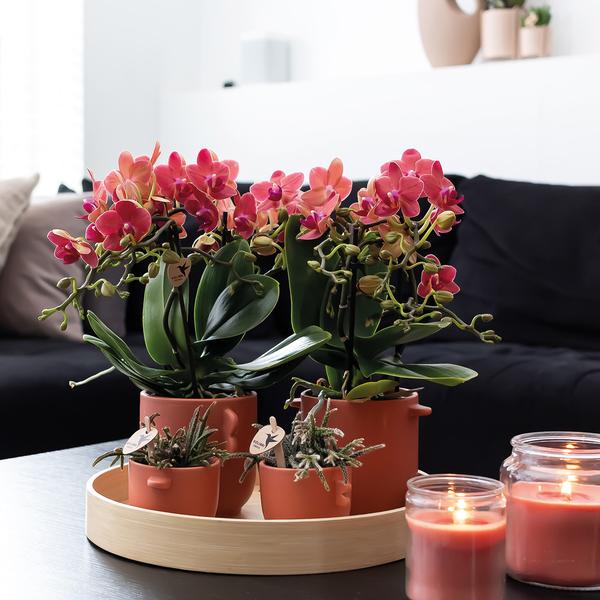 Kolibri Orchids | COMBI DEAL von 2 roten Phalaenopsis Orchideen - Kongo - Topfgröße Ø9cm blühende Zimmerpflanze - frisch vom Züchter