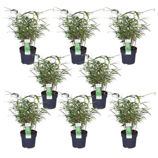 8x - Fargesia rufa - ↨40cm - Ø14