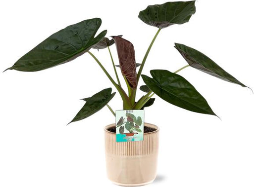 Alocasia Wentii - Ø19cm - ↕85cm + Terni Pot D20x20cm - Rosa