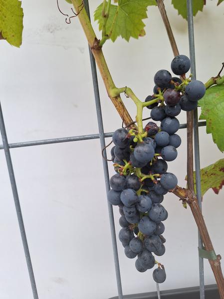 Vitis 'Boskoop Glory' - Fertighecke - 120 x 180 cm