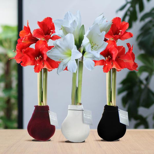 Ohne Wasser Blumen (wax amaryllis)  XMAS Metallic mix - 3er set + Rote und weiße Blumen