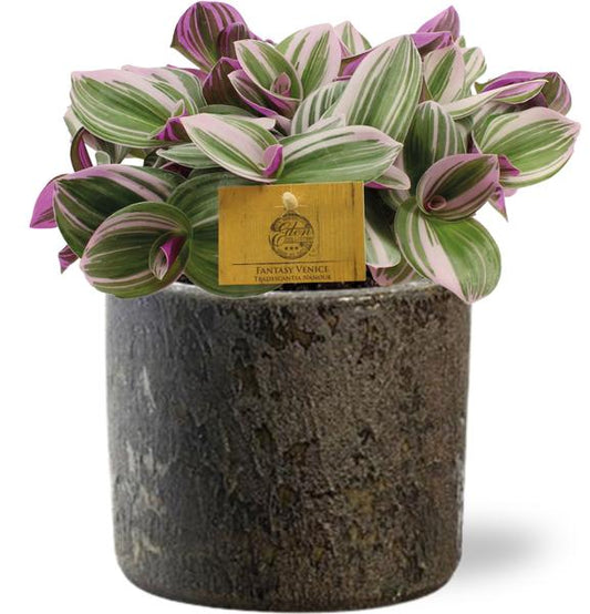 Tradescantia Nanouk - Ø15cm - ↕25cm + Maas Pot D16x14cm - Braun