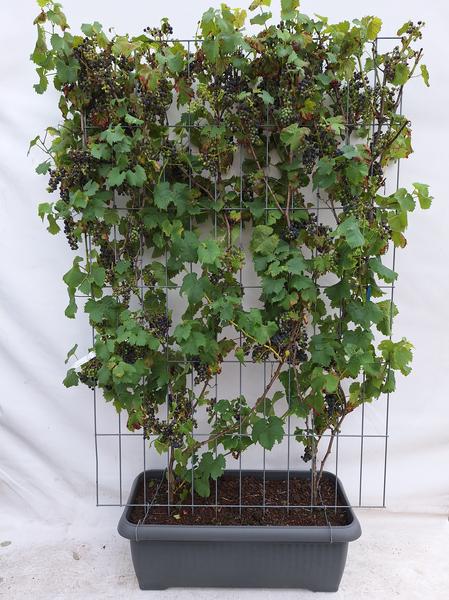 Vitis 'Boskoop Glory' - Fertighecke - 120 x 180 cm