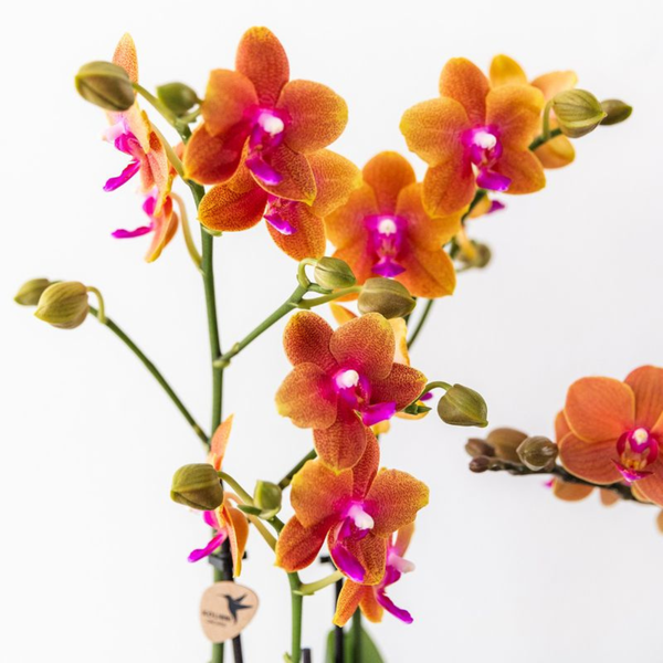 Kolibri Orchids I KOMBI ANGEBOT von 2 duftenden orangefarbenen Phalaenopsis-Orchideen - Topfgröße Ø12cm | blühende Zimmerpflanze - frisch vom Züchter
