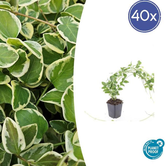 Vinca major 'Variegata' - ↕10-25cm - Ø9cm - 40x