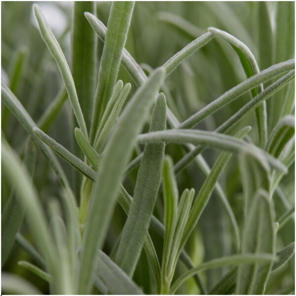Lavendel angustifolia - 72 x Ø7 cm - ↕15 cm 12 x 6er Set