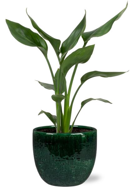 Strelitzia Reginae - Ø12cm - ↕35cm + Jolin Pot D14x13cm - Grün