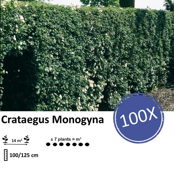 Crataegus Monogyna -  Wurzelnakt - 100/125 - 100x
