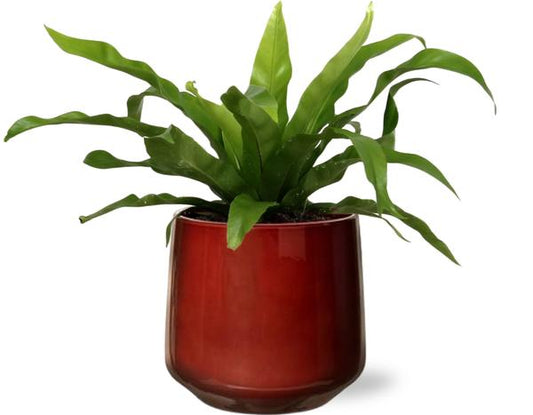 Asplenium Antiquum - Ø12cm - ↕25cm +  Puglia Pot D13/14,5x13,5cm - Rot