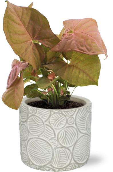 Syngonium Neon - Ø12cm - ↕25cm + Stone Pot Circles D13x11,5cm - Weiß