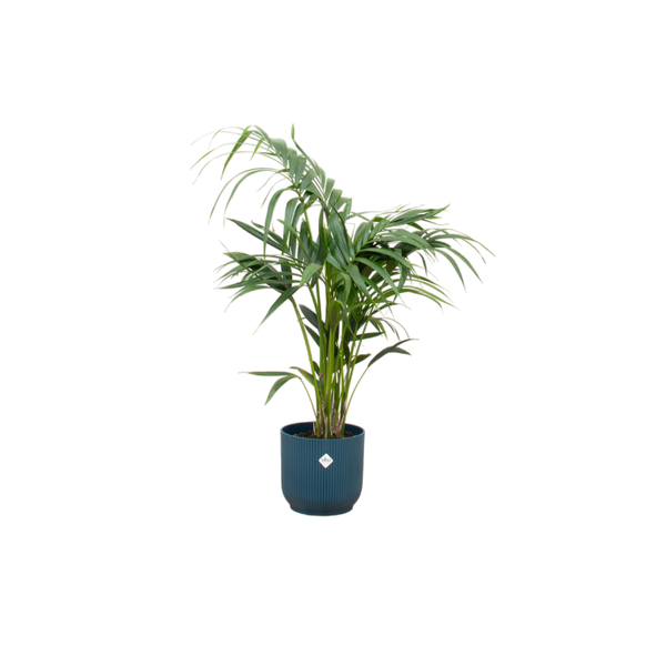 Kentia palme + Topf Blau Ø25 - 130