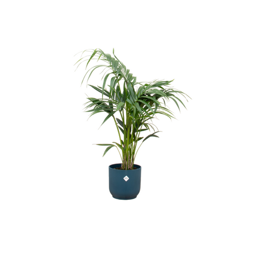 Kentia palme + Topf Blau Ø25 - 130