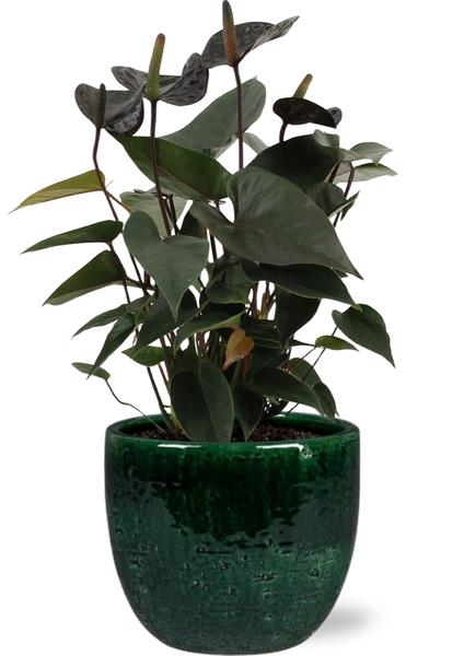 Anthurium Black Love - Ø12cm - ↕36cm + Jolin Pot D14x13cm - Grün