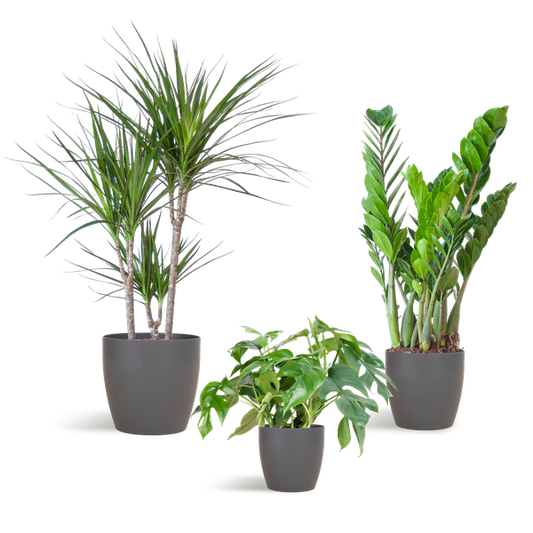 Shade Plant Box – medium – mit Vibers-Topf grau