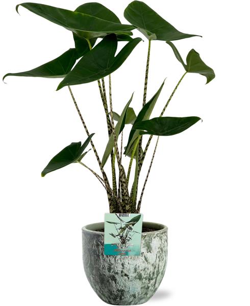 Alocasia Zebrina - Olifantsoor - Ø19cm - ↕75cm + Sem Pot D20x18cm - Grün